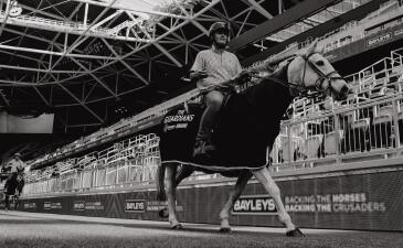 Horse Test Photo 4